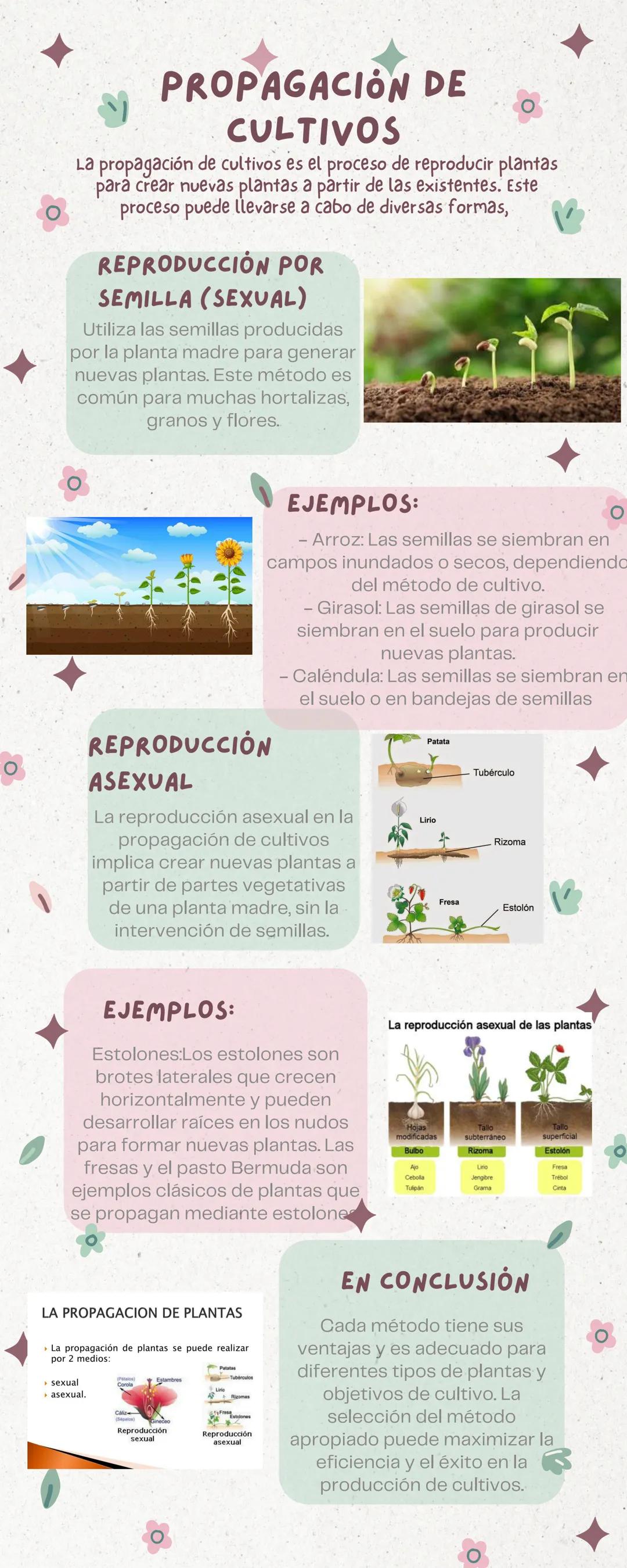 PROPAGACIÓN DE
CULTIVOS
La propagación de cultivos es el proceso de reproducir plantas
para crear nuevas plantas a partir de las existentes.