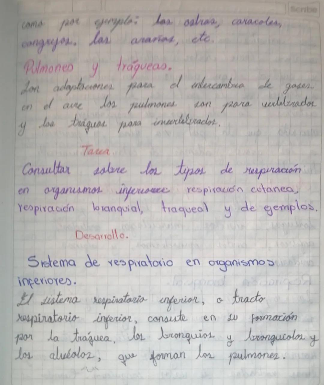 como por ejemplo: las ostras, caracoles,
congryos, las araños, etc.

Pulmones y traqueas.
Scribe
Lon adaptsciones para el intercambio de gas