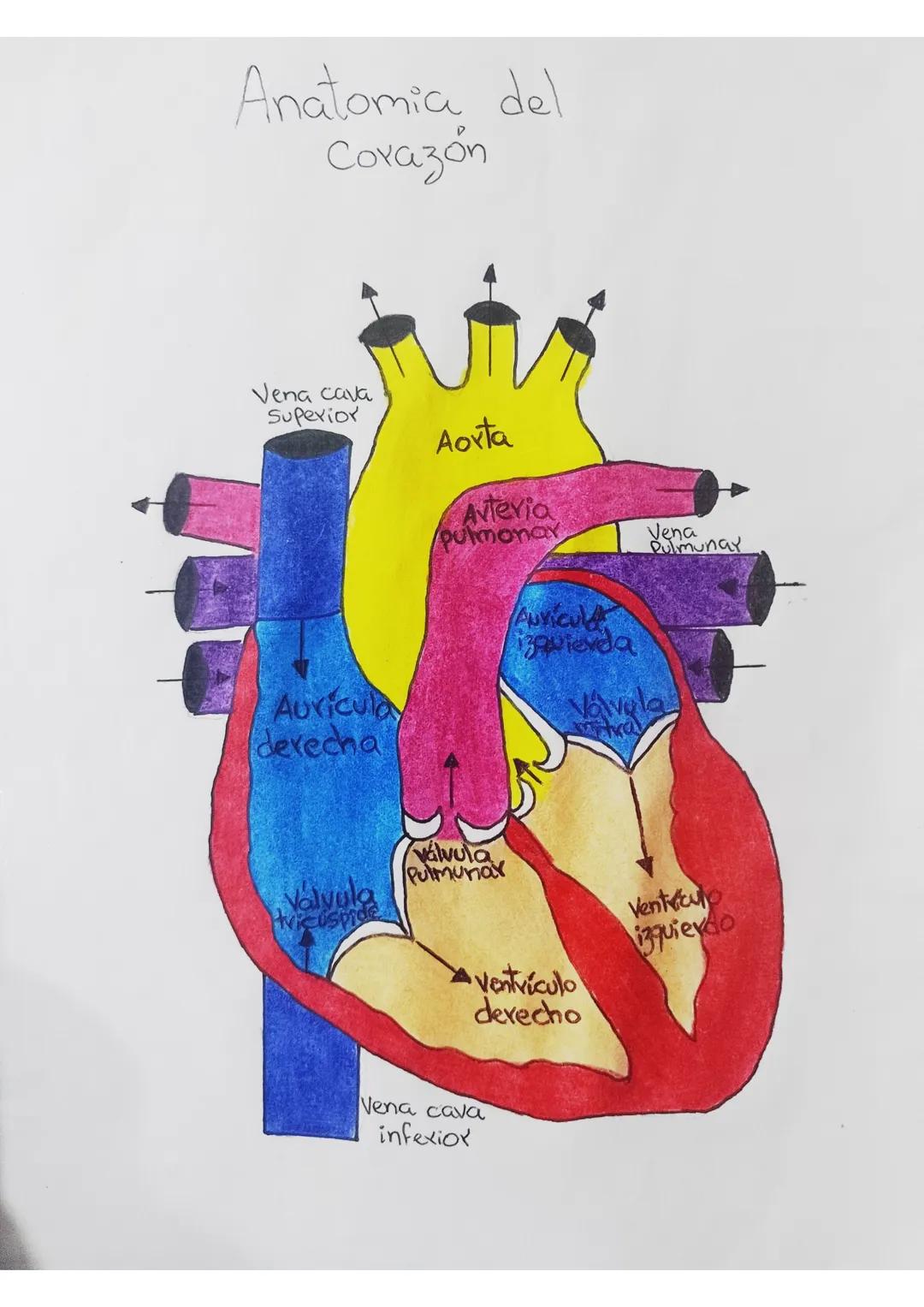 Anatomia del
Corazón
Vena cava
Superior
Aorta
Auricula
derecha
Avtevia
Pulmonar
Venunay
válvula
Pulmunar
Válvula
Hricuspide
ANYICUL
izquierd