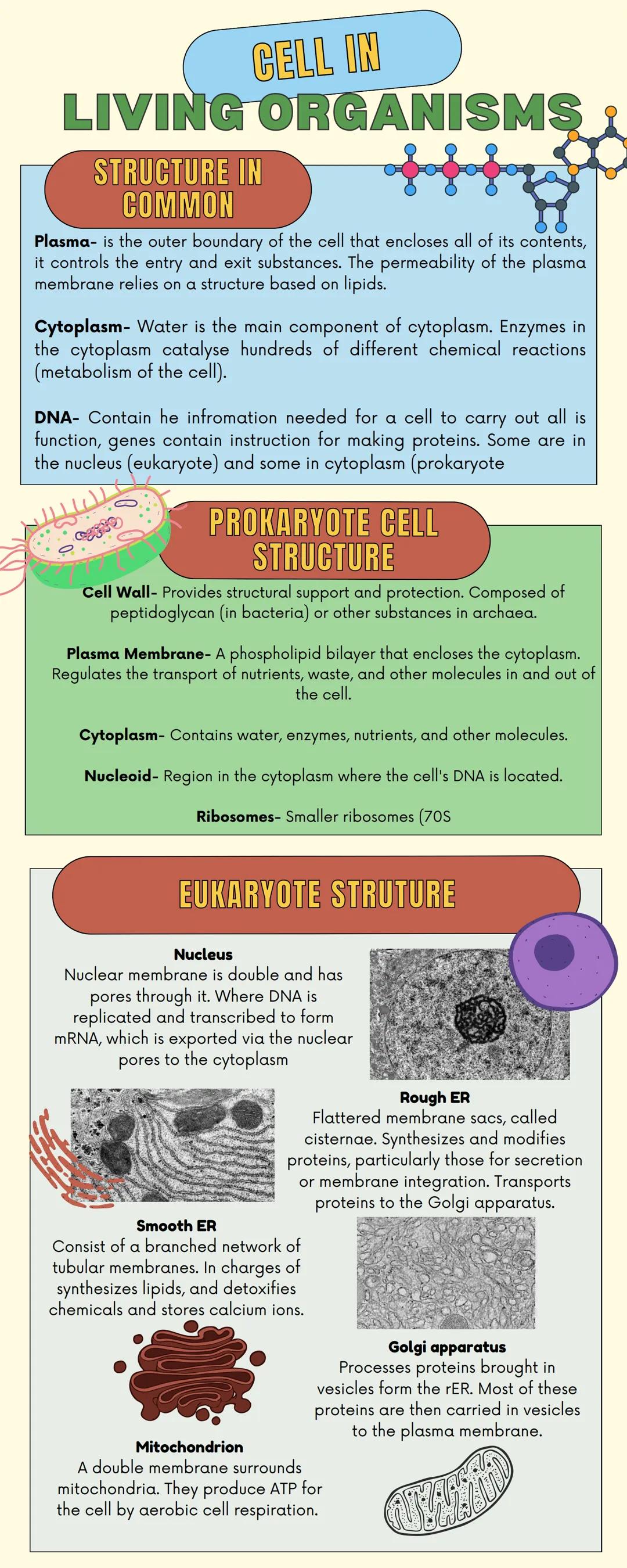 Seres vivos (celulas, partes y funciones)