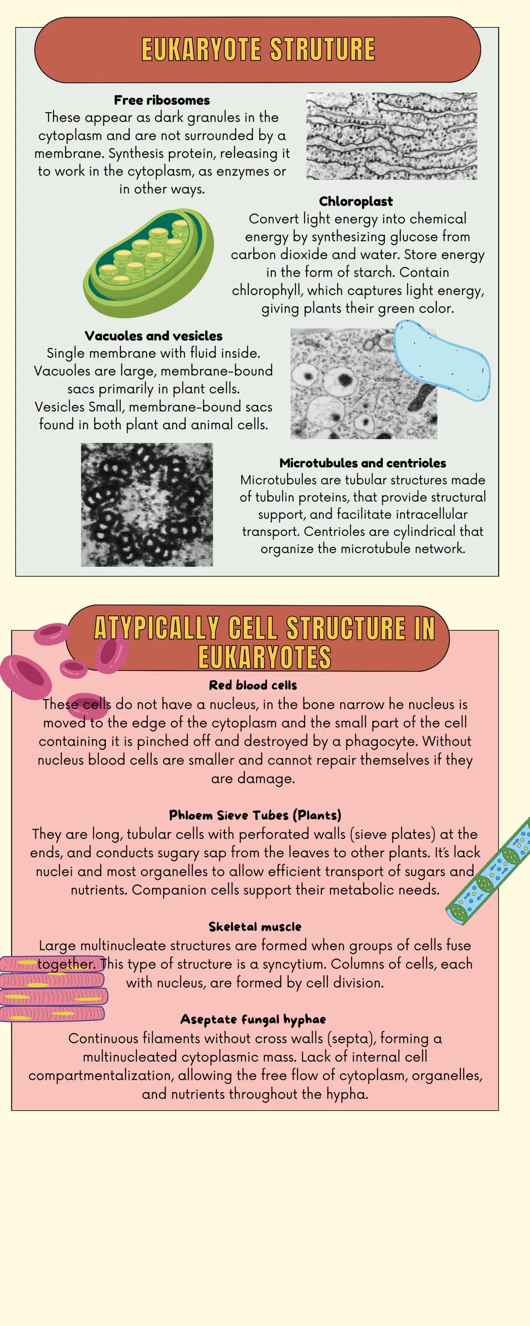 CELL IN
LIVING ORGANISMS
STRUCTURE IN
COMMON
Plasma- is the outer boundary of the cell that encloses all of its contents,
it controls the en