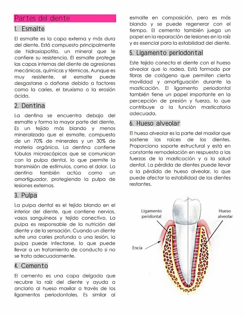 ANATOMIA
dental
Definición
La anatomía dental es la rama de la
anatomía que estudia la estructura,
forma y disposición de los dientes, así
c