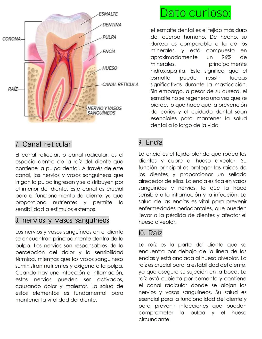 ANATOMIA
dental
Definición
La anatomía dental es la rama de la
anatomía que estudia la estructura,
forma y disposición de los dientes, así
c