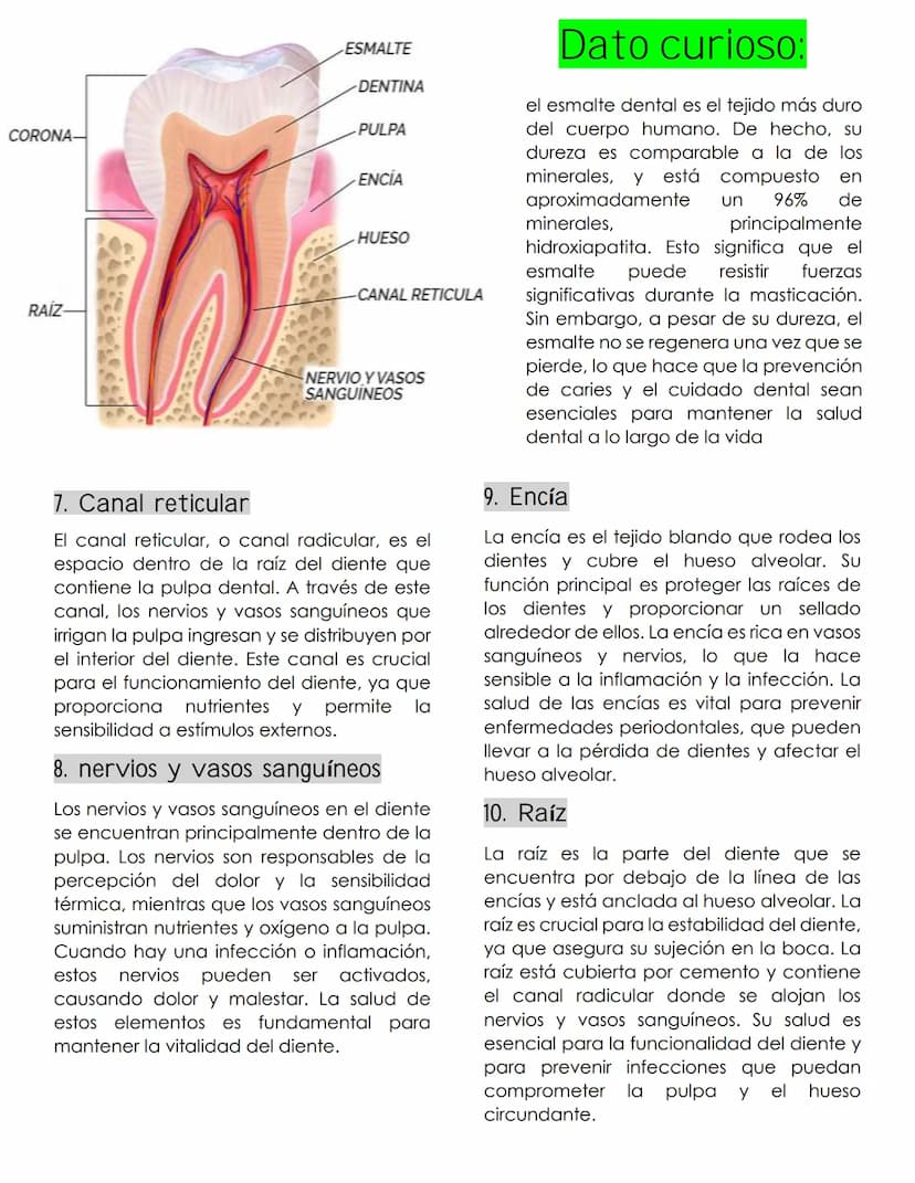 ANATOMIA
dental
Definición
La anatomía dental es la rama de la
anatomía que estudia la estructura,
forma y disposición de los dientes, así
c