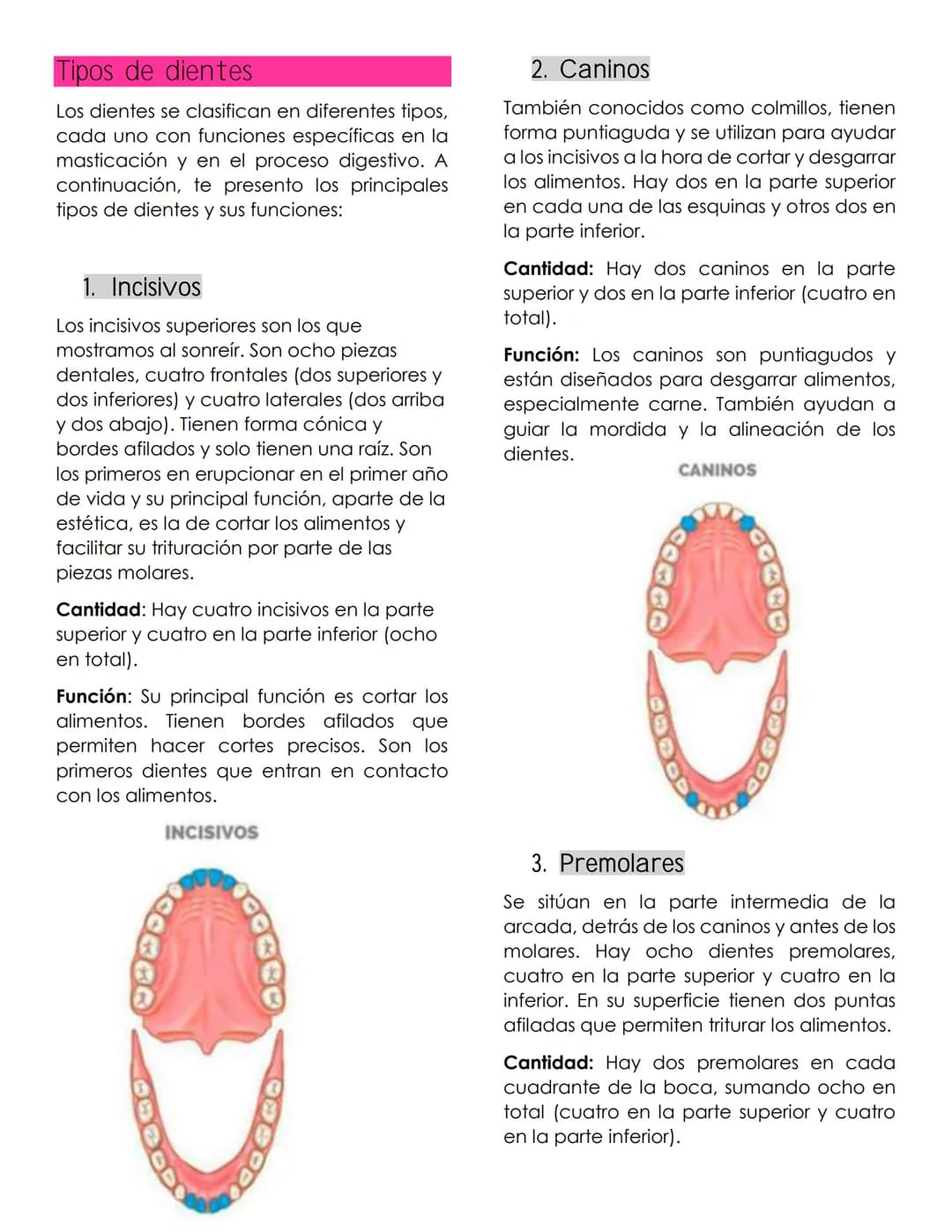 ANATOMIA
dental
Definición
La anatomía dental es la rama de la
anatomía que estudia la estructura,
forma y disposición de los dientes, así
c