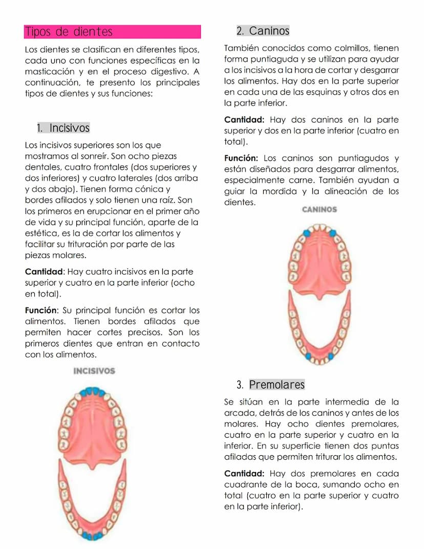 ANATOMIA
dental
Definición
La anatomía dental es la rama de la
anatomía que estudia la estructura,
forma y disposición de los dientes, así
c