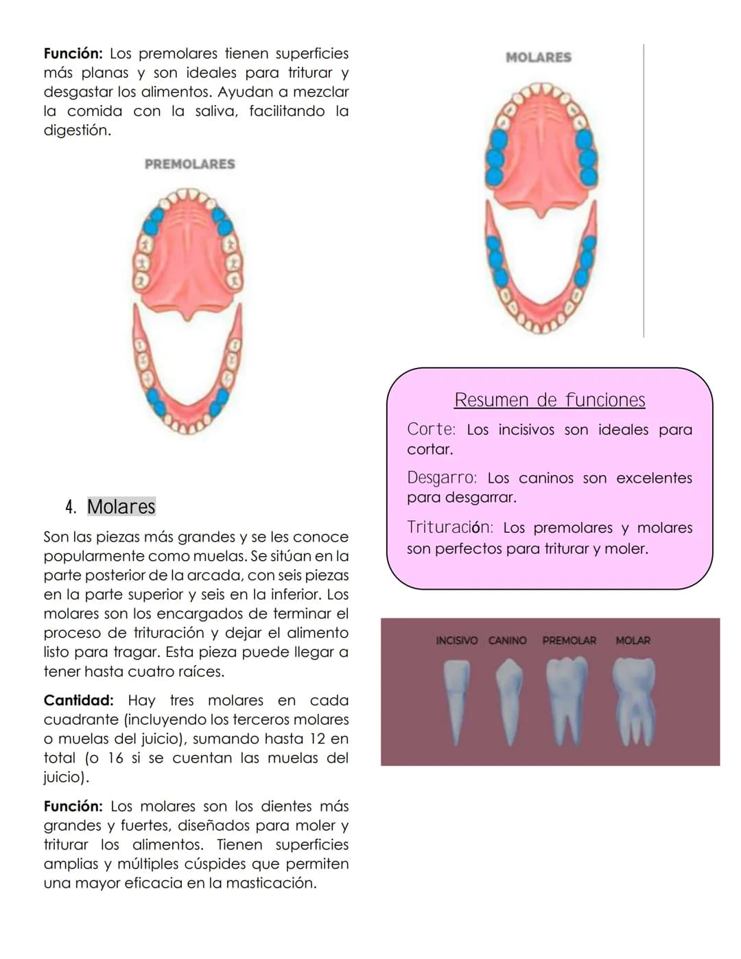 ANATOMIA
dental
Definición
La anatomía dental es la rama de la
anatomía que estudia la estructura,
forma y disposición de los dientes, así
c