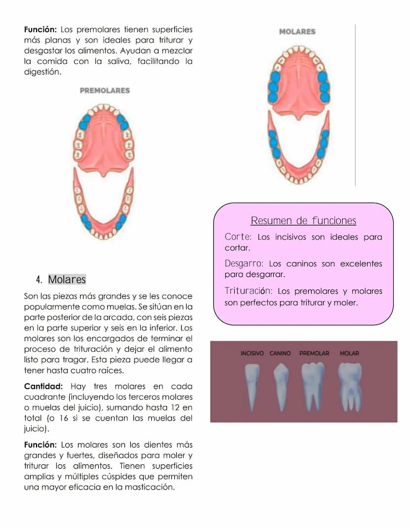 ANATOMIA
dental
Definición
La anatomía dental es la rama de la
anatomía que estudia la estructura,
forma y disposición de los dientes, así
c