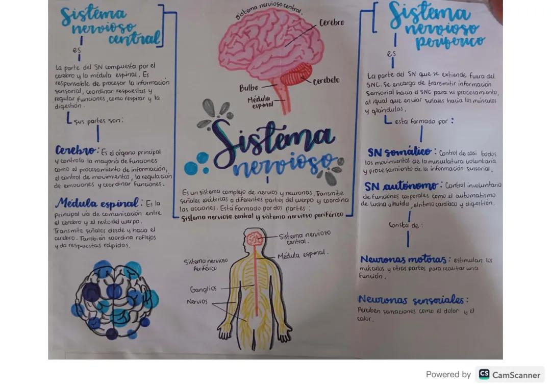 Sistema nervioso: sistema nervioso central y sistema nervioso periférico (psicología)