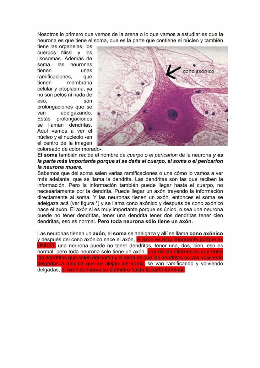 TEJIDO NERVIOSO
¿Por qué vamos a dar el tejido nervioso ahora? porque vamos a empezar a ver
la neuroanatomía. Entonces ahí ustedes van a hab