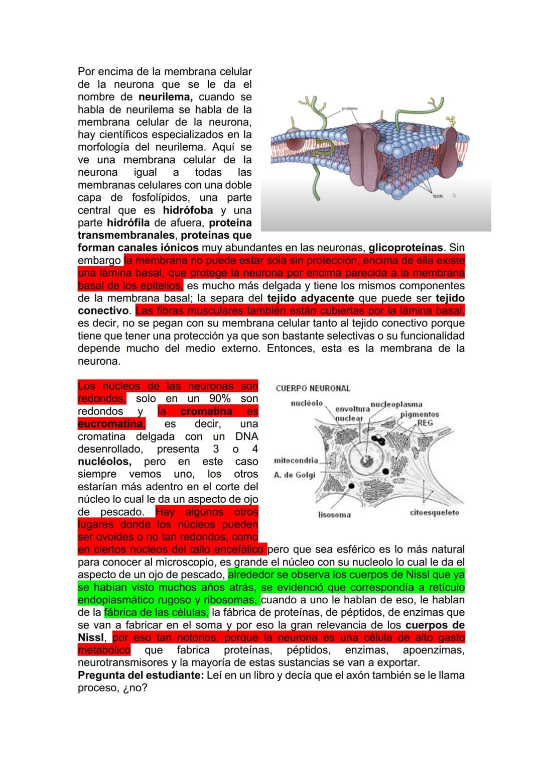 TEJIDO NERVIOSO
¿Por qué vamos a dar el tejido nervioso ahora? porque vamos a empezar a ver
la neuroanatomía. Entonces ahí ustedes van a hab