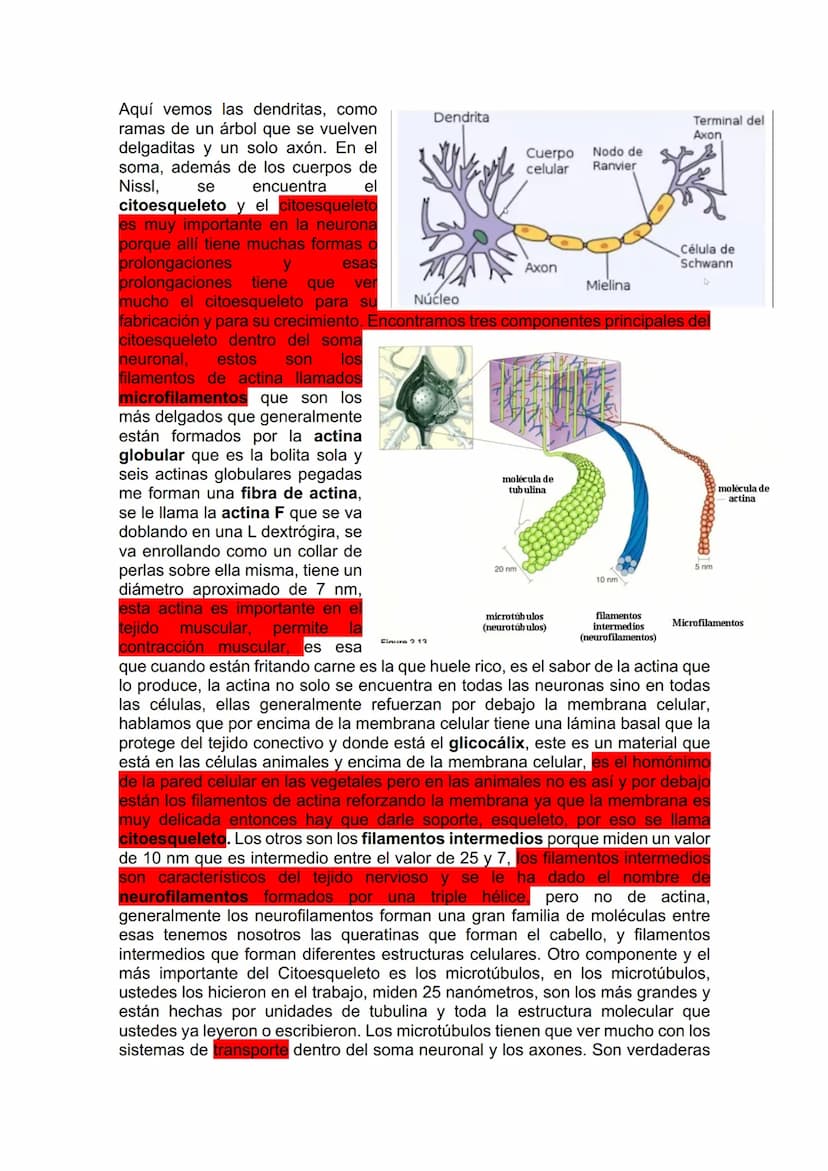 TEJIDO NERVIOSO
¿Por qué vamos a dar el tejido nervioso ahora? porque vamos a empezar a ver
la neuroanatomía. Entonces ahí ustedes van a hab