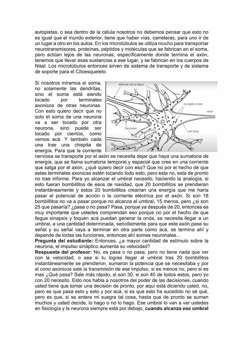 TEJIDO NERVIOSO
¿Por qué vamos a dar el tejido nervioso ahora? porque vamos a empezar a ver
la neuroanatomía. Entonces ahí ustedes van a hab