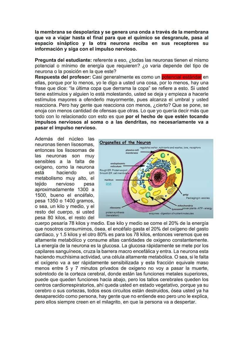 TEJIDO NERVIOSO
¿Por qué vamos a dar el tejido nervioso ahora? porque vamos a empezar a ver
la neuroanatomía. Entonces ahí ustedes van a hab