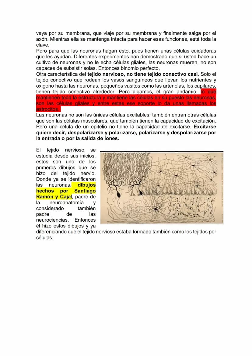 TEJIDO NERVIOSO
¿Por qué vamos a dar el tejido nervioso ahora? porque vamos a empezar a ver
la neuroanatomía. Entonces ahí ustedes van a hab