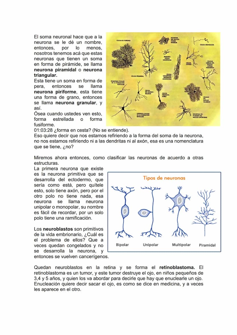TEJIDO NERVIOSO
¿Por qué vamos a dar el tejido nervioso ahora? porque vamos a empezar a ver
la neuroanatomía. Entonces ahí ustedes van a hab
