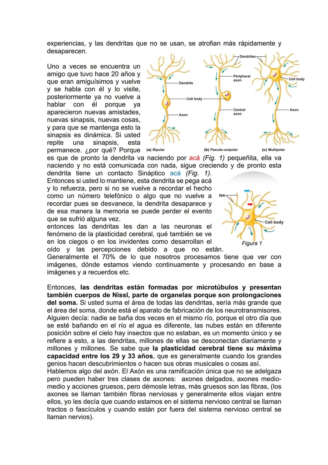 TEJIDO NERVIOSO
¿Por qué vamos a dar el tejido nervioso ahora? porque vamos a empezar a ver
la neuroanatomía. Entonces ahí ustedes van a hab