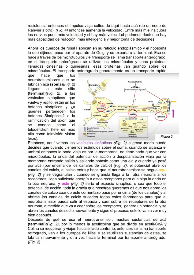 TEJIDO NERVIOSO
¿Por qué vamos a dar el tejido nervioso ahora? porque vamos a empezar a ver
la neuroanatomía. Entonces ahí ustedes van a hab