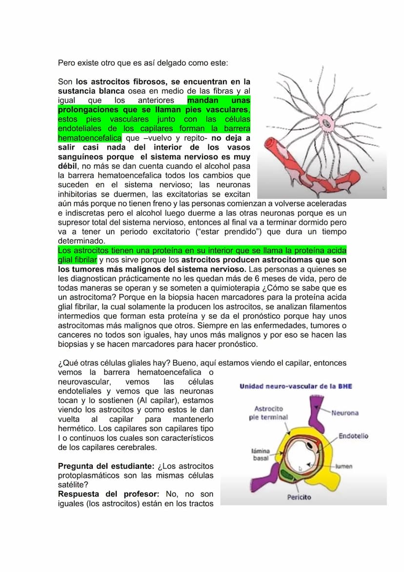 TEJIDO NERVIOSO
¿Por qué vamos a dar el tejido nervioso ahora? porque vamos a empezar a ver
la neuroanatomía. Entonces ahí ustedes van a hab