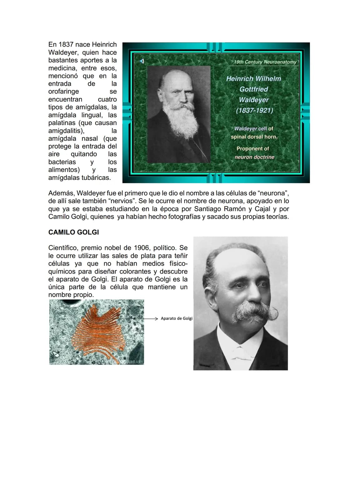 TEJIDO NERVIOSO
¿Por qué vamos a dar el tejido nervioso ahora? porque vamos a empezar a ver
la neuroanatomía. Entonces ahí ustedes van a hab