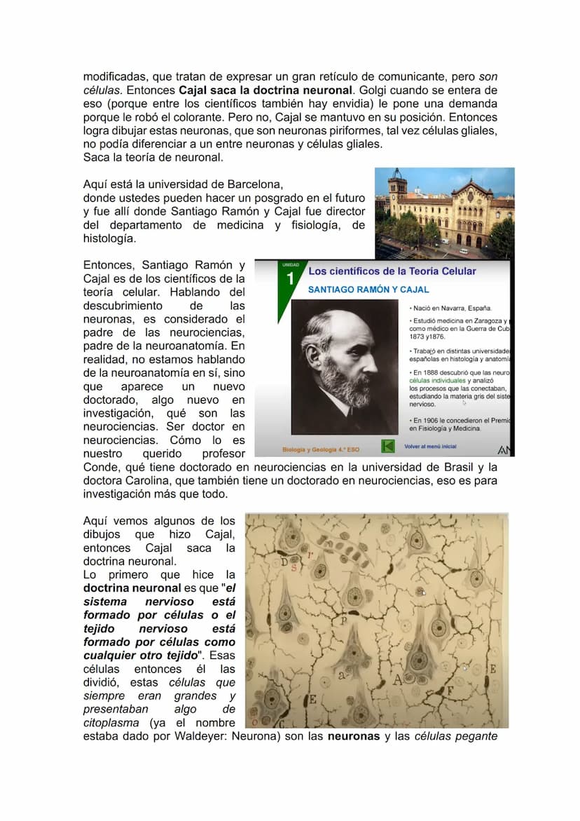 TEJIDO NERVIOSO
¿Por qué vamos a dar el tejido nervioso ahora? porque vamos a empezar a ver
la neuroanatomía. Entonces ahí ustedes van a hab
