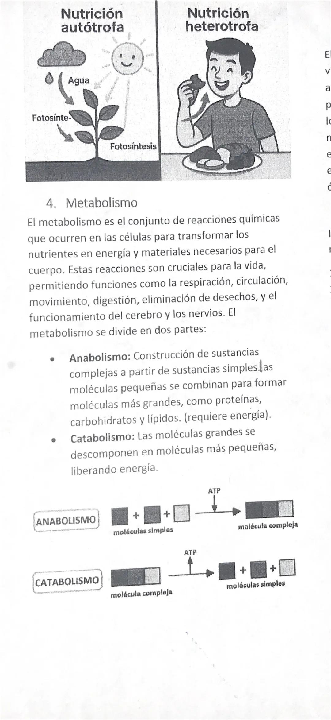 # 1. Introducción
La nutrición y el metabolisme son procesos
fundamentales para el mantenimiento de la vida. En
esta guía aprenderás cómo lo