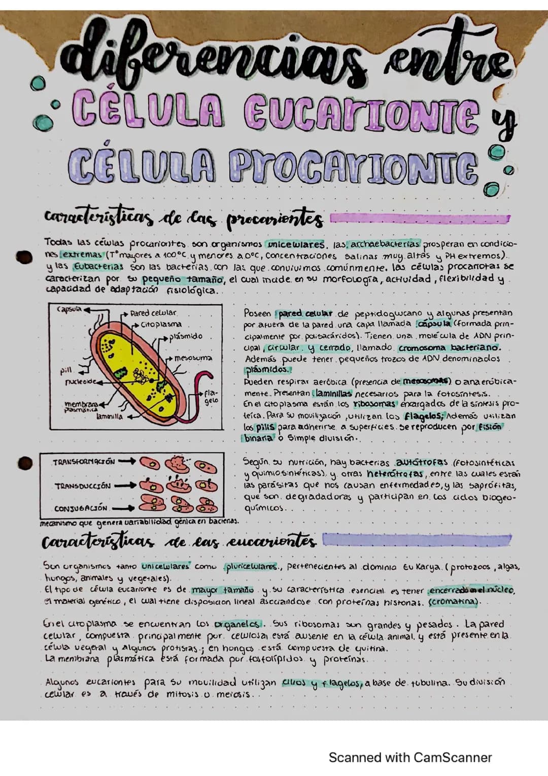 diferencias entre célula procarionte y eucarionte