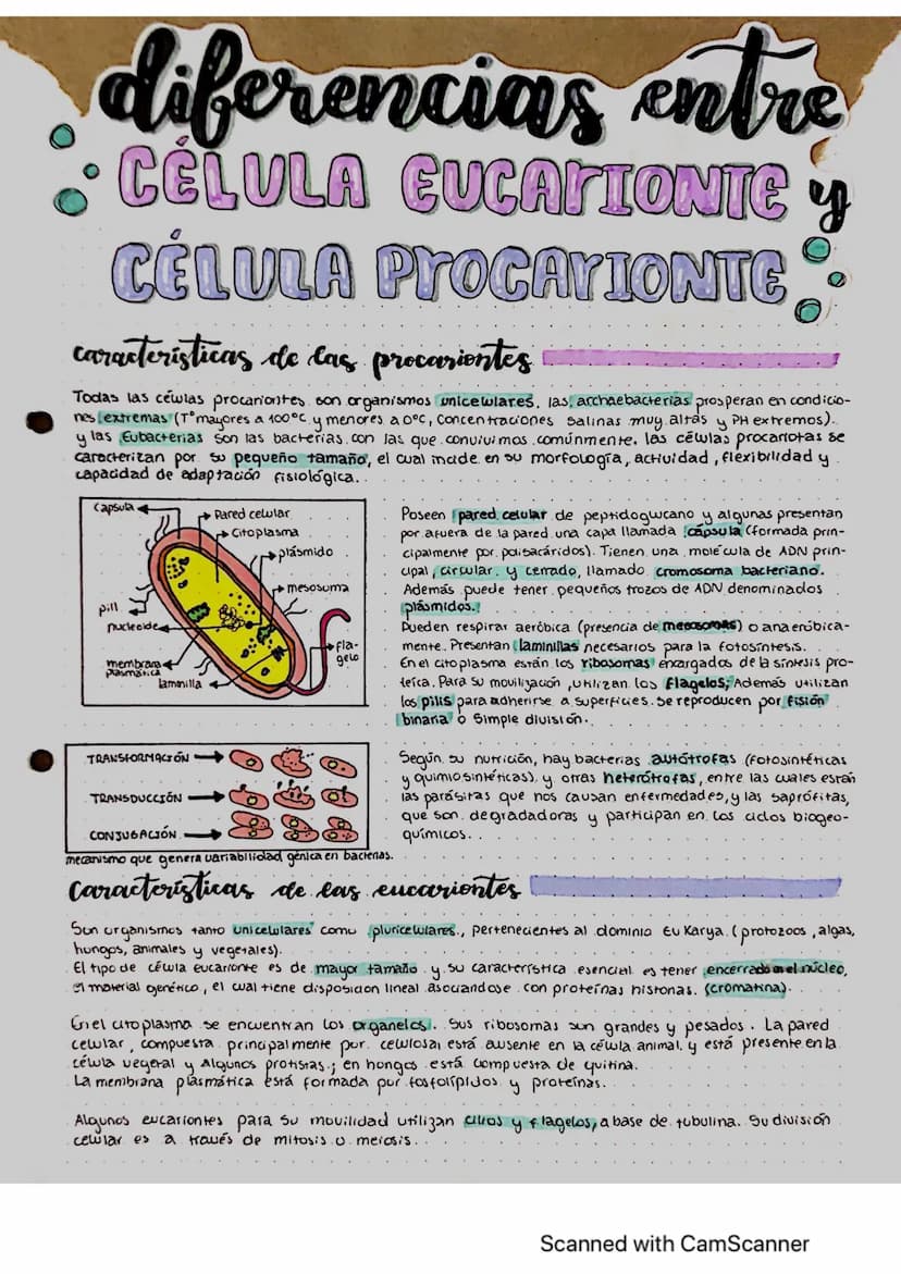 diferencias entre
CELULA EUCARIONIC y
CÉLULA PYOCATIONTE
caracteristicas de las precarientes
muy
Todas las cewlas procariontes son organismo