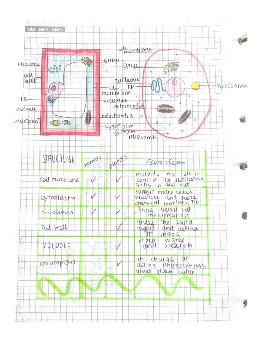 DIA MES ΑΝΟ

cellentiane

60191

"basome
golgi

Cell
woll
nucleous

Coll ER
membrane
hysosome
nucleous

mitochondia
ER
vacuole
milachondia
-