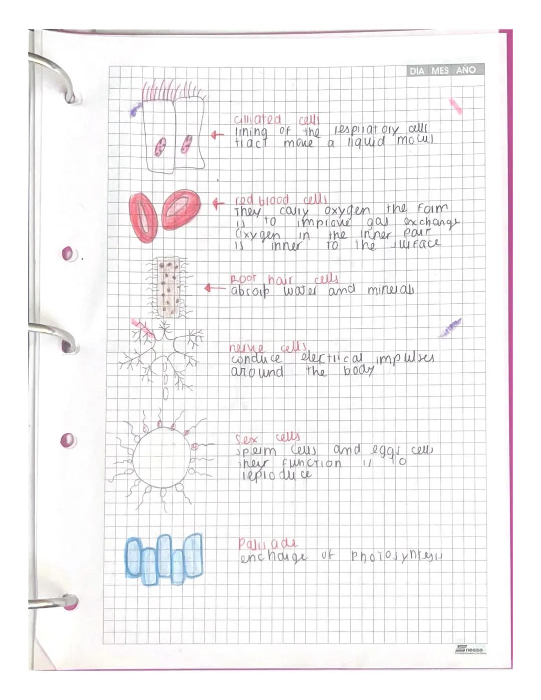 DIA MES ΑΝΟ

cellentiane

60191

"basome
golgi

Cell
woll
nucleous

Coll ER
membrane
hysosome
nucleous

mitochondia
ER
vacuole
milachondia
-