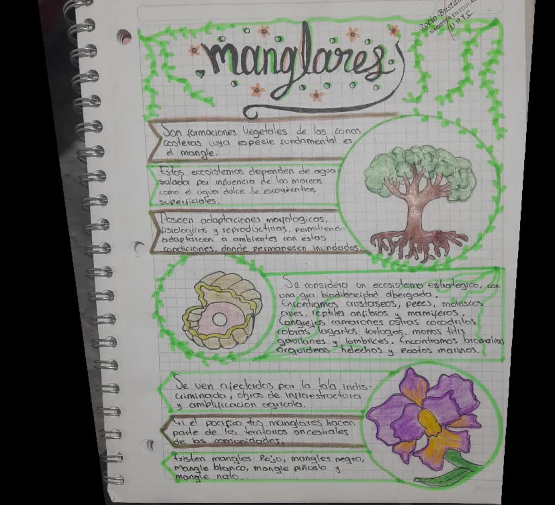 Los manglares 
