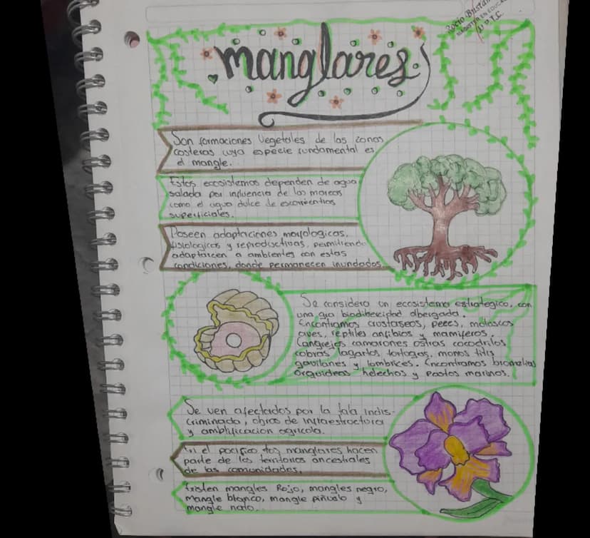 manglares
Son formaciones Vegetales de las zonas
costeras cuya especie fundamental es
el mangle.
Estos ecosistemas dependen de agua
salada p