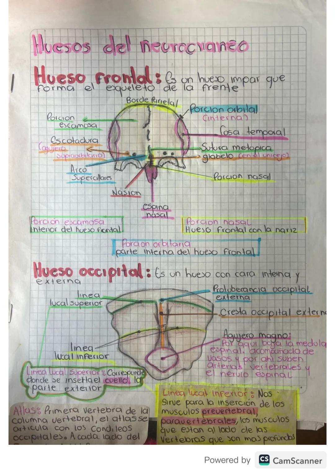 Huesos del neurocanzo
s
Hueso Frontal on hueso impar que
forma
esqueleto de la frente
Borde Parietal
Porcion
escamosa
Escotadura
Cagujero
Su