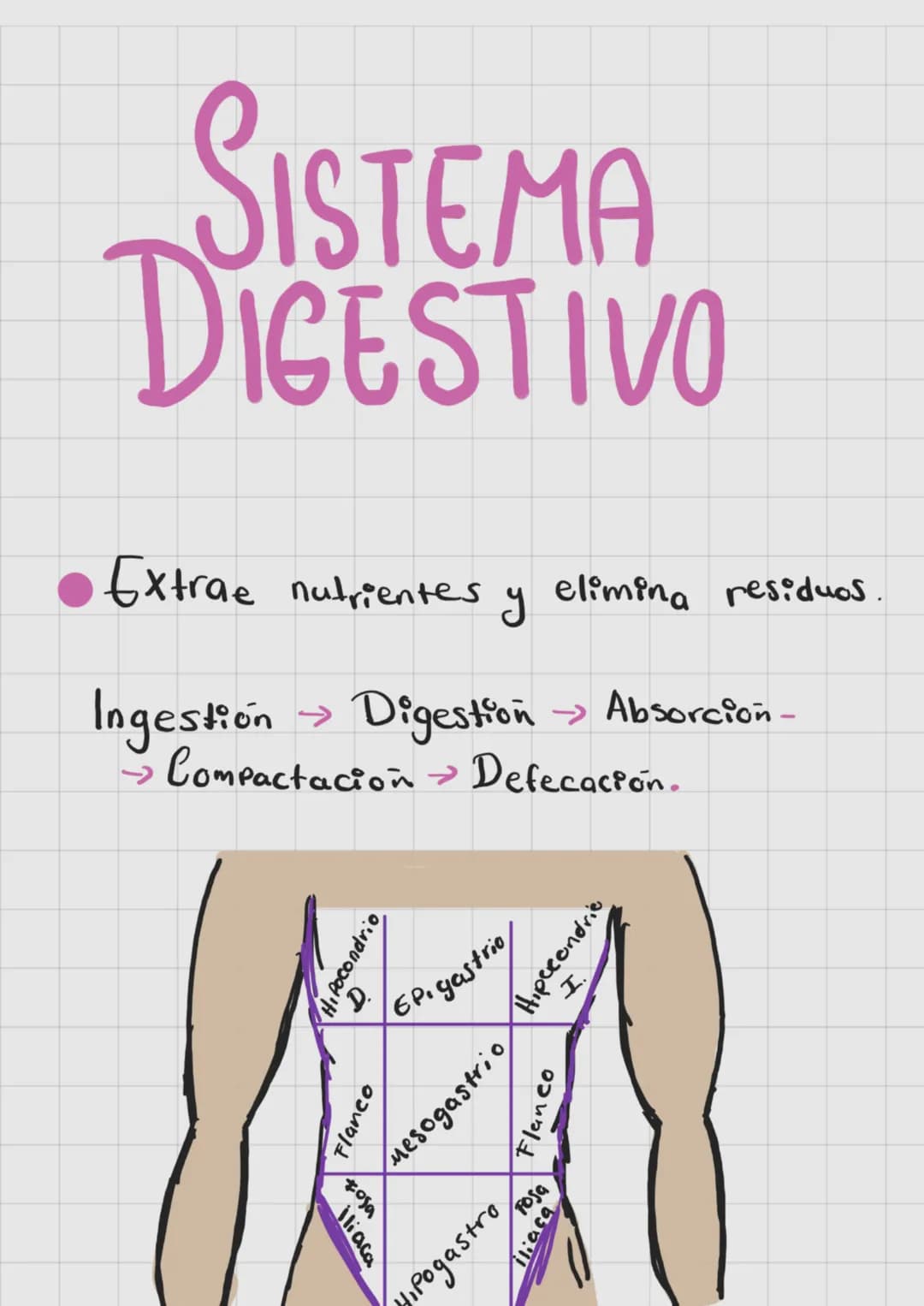 SISTEMA
DIGESTIVO
Extrae nutrientes y
elimina residuos.
→ Absorción-
Ingestion Digestion
>>>
→ Compactacion → Defecación.
liaca
Hipocondrio
