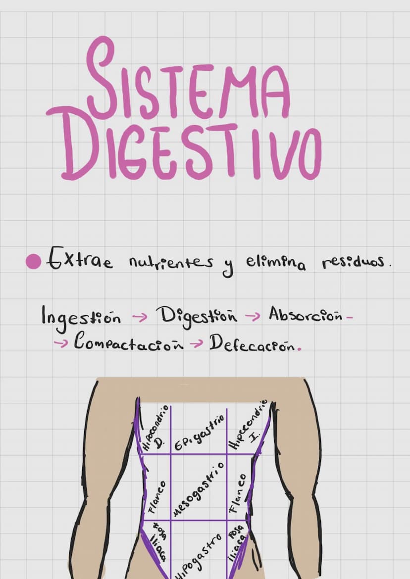 SISTEMA
DIGESTIVO
Extrae nutrientes y
elimina residuos.
→ Absorción-
Ingestion Digestion
>>>
→ Compactacion → Defecación.
liaca
Hipocondrio
