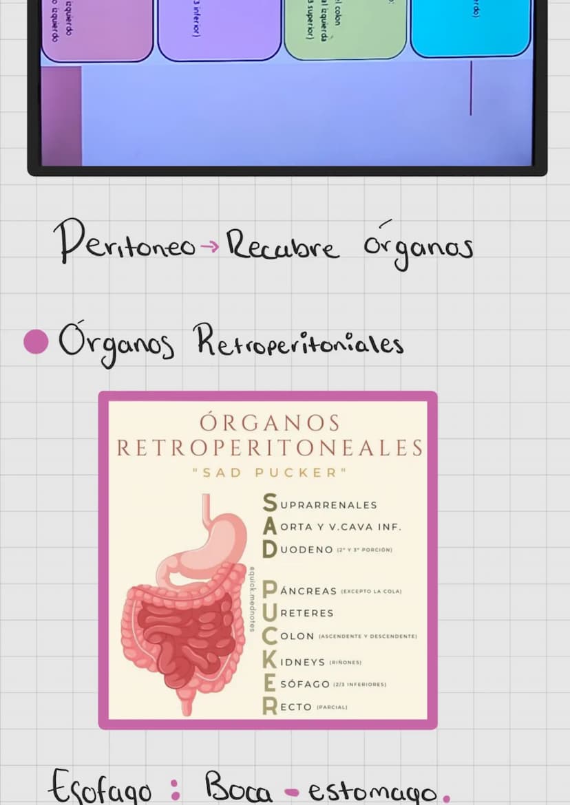 SISTEMA
DIGESTIVO
Extrae nutrientes y
elimina residuos.
→ Absorción-
Ingestion Digestion
>>>
→ Compactacion → Defecación.
liaca
Hipocondrio

