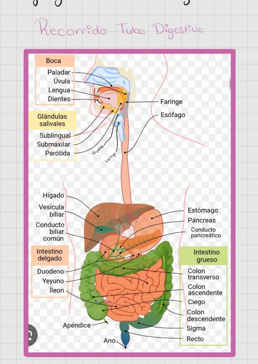 SISTEMA
DIGESTIVO
Extrae nutrientes y
elimina residuos.
→ Absorción-
Ingestion Digestion
>>>
→ Compactacion → Defecación.
liaca
Hipocondrio
