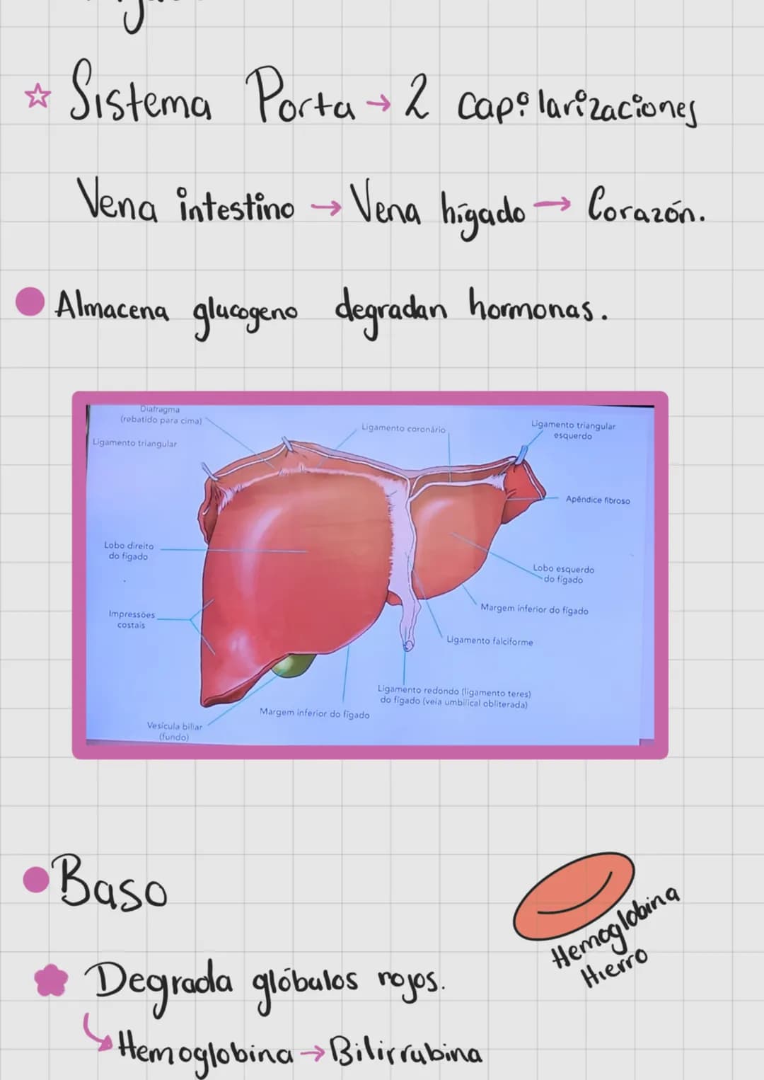 SISTEMA
DIGESTIVO
Extrae nutrientes y
elimina residuos.
→ Absorción-
Ingestion Digestion
>>>
→ Compactacion → Defecación.
liaca
Hipocondrio
