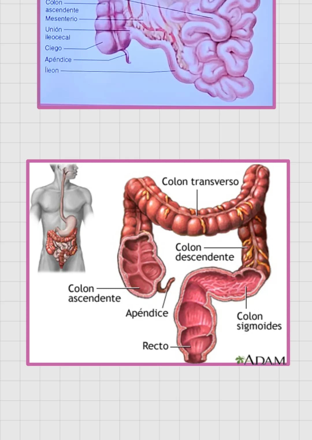 SISTEMA
DIGESTIVO
Extrae nutrientes y
elimina residuos.
→ Absorción-
Ingestion Digestion
>>>
→ Compactacion → Defecación.
liaca
Hipocondrio
