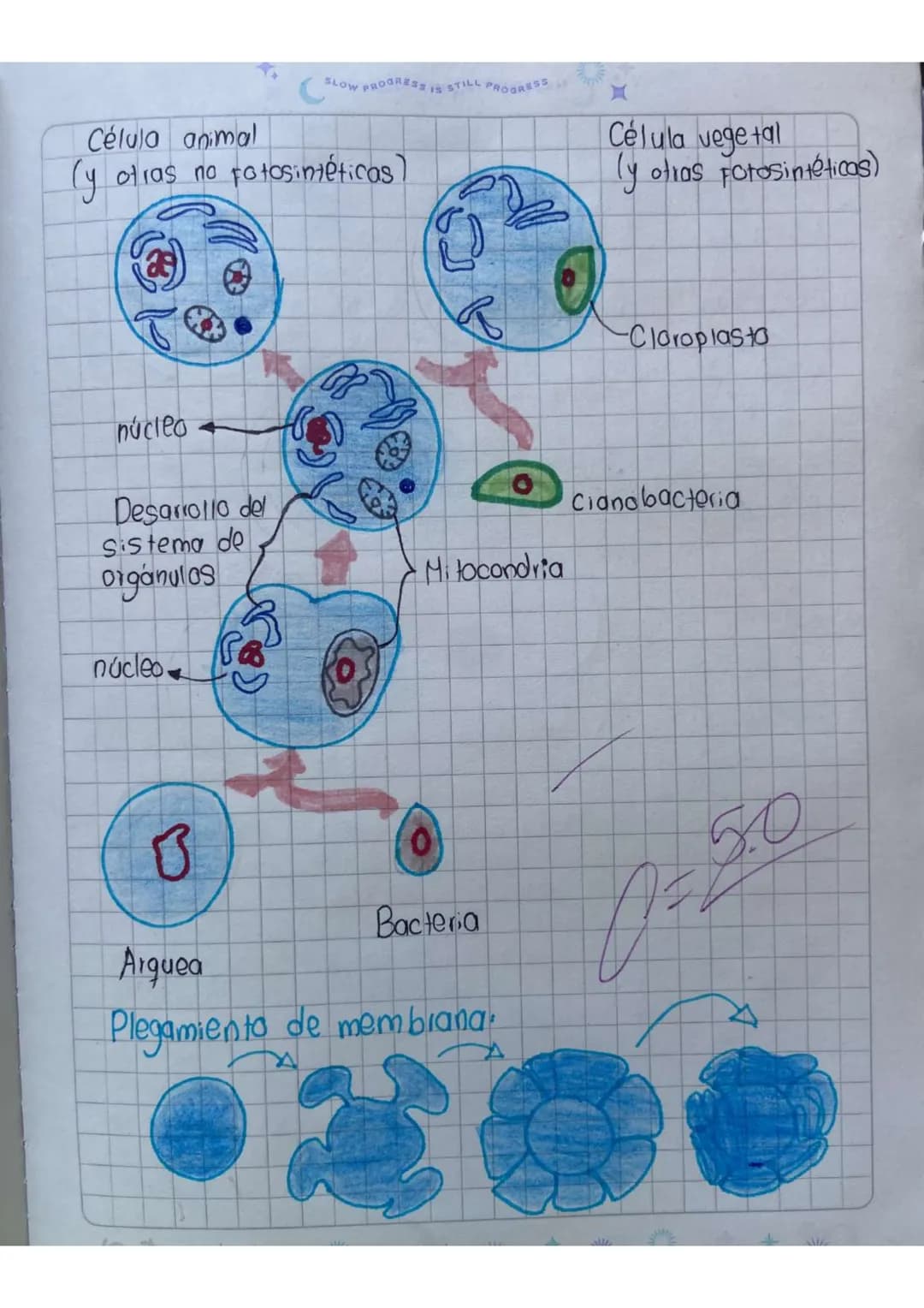 Actividad
1.heanza un cuadro comparativo entre la célula animal y
vegetal
20
Célula animal
Solo tiene una membrana
celular, carecen de
pared