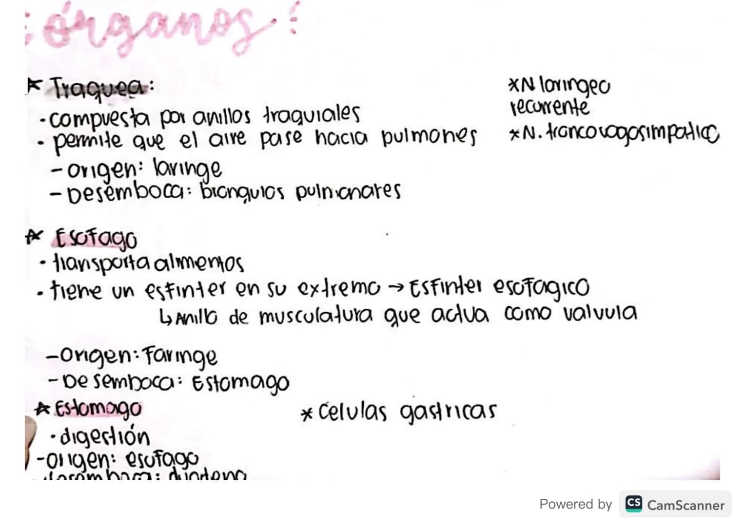 : órganos?
* Traquea:
-compuesta por anillos traquiales
permite que el aire pase hacia pulmones
-origen: laringe
-Desemboca: bronquios pulni