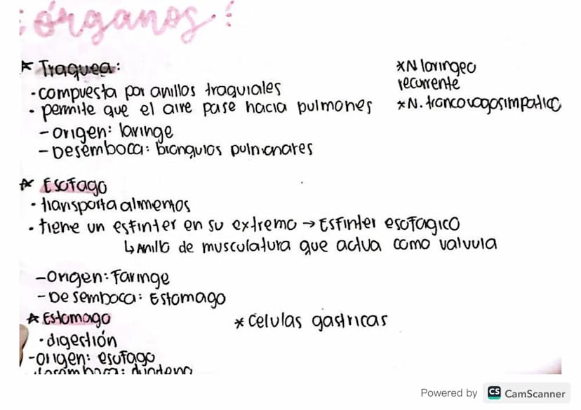 : órganos?
* Traquea:
-compuesta por anillos traquiales
permite que el aire pase hacia pulmones
-origen: laringe
-Desemboca: bronquios pulni