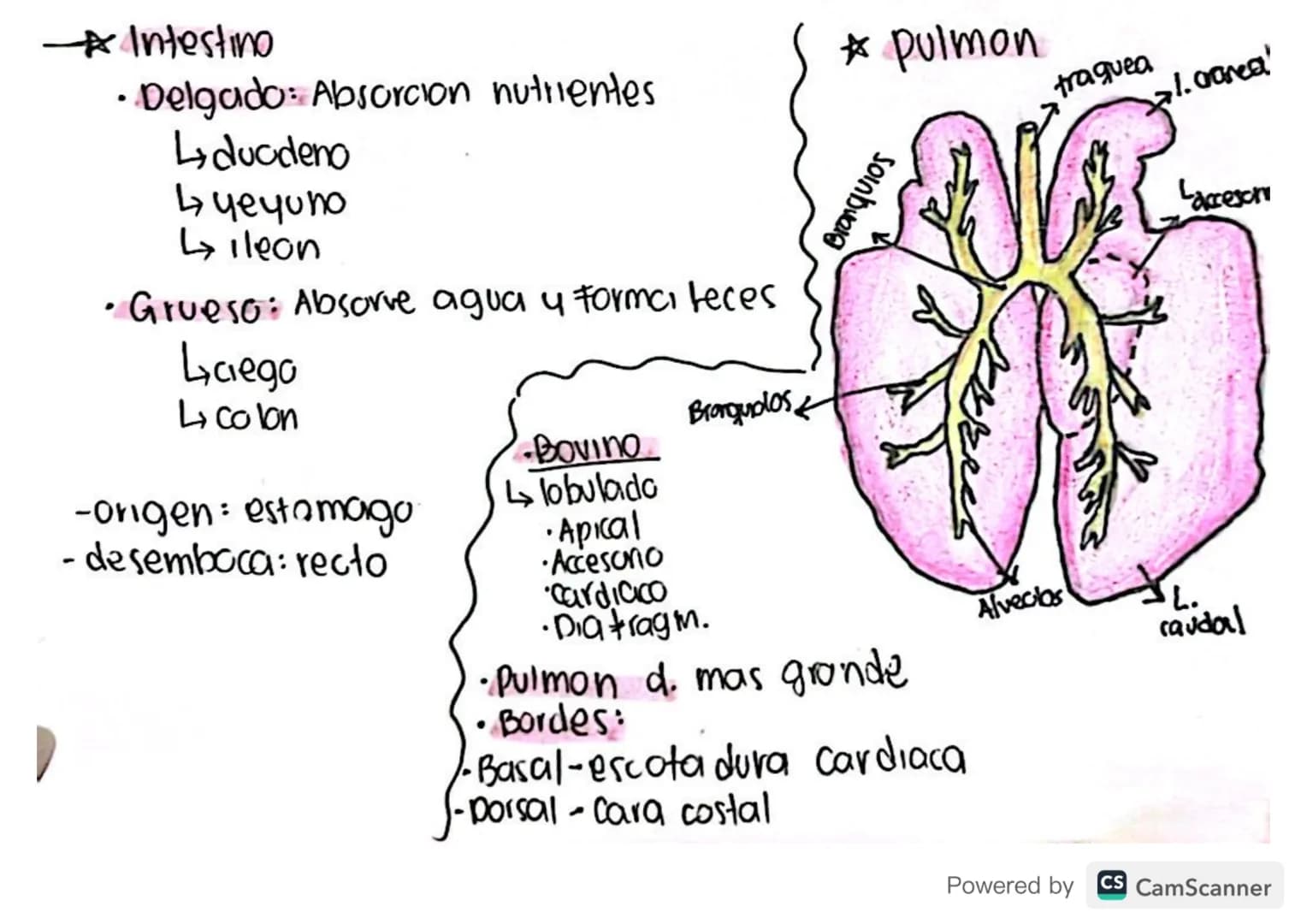 : órganos?
* Traquea:
-compuesta por anillos traquiales
permite que el aire pase hacia pulmones
-origen: laringe
-Desemboca: bronquios pulni