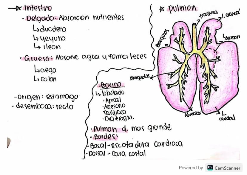 : órganos?
* Traquea:
-compuesta por anillos traquiales
permite que el aire pase hacia pulmones
-origen: laringe
-Desemboca: bronquios pulni