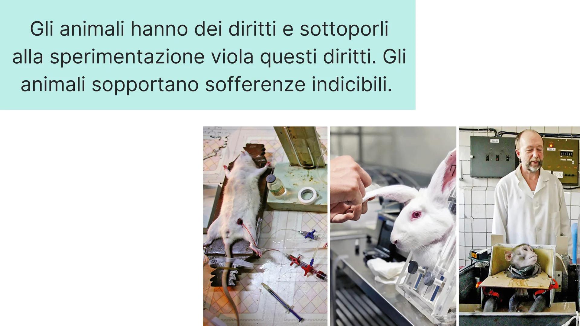 # LA SPERIMENTAZIONE ANIMALE

# È NECESSARIA? # FARMACOLOGIA

# INMUNOLOGIA

# FISIOLOGIA

# BIOLOGIA PENSI CHE LA
SPERIMENTAZIONE
ANIMALE S