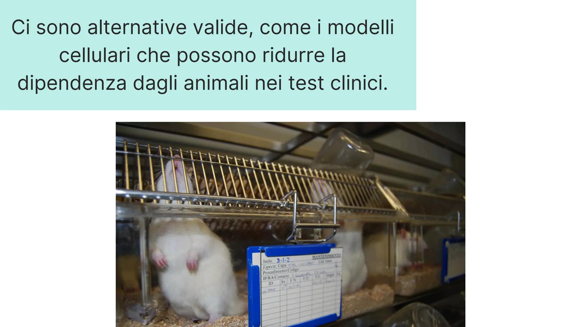 # LA SPERIMENTAZIONE ANIMALE

# È NECESSARIA? # FARMACOLOGIA

# INMUNOLOGIA

# FISIOLOGIA

# BIOLOGIA PENSI CHE LA
SPERIMENTAZIONE
ANIMALE S