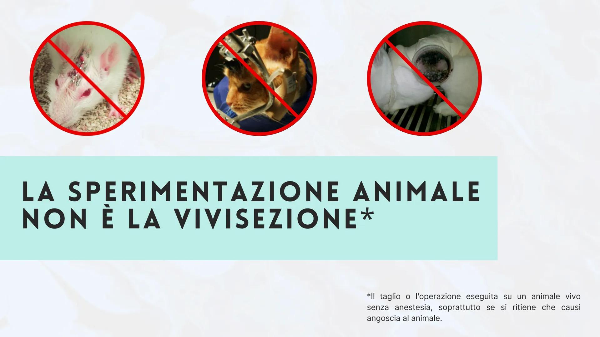 # LA SPERIMENTAZIONE ANIMALE

# È NECESSARIA? # FARMACOLOGIA

# INMUNOLOGIA

# FISIOLOGIA

# BIOLOGIA PENSI CHE LA
SPERIMENTAZIONE
ANIMALE S