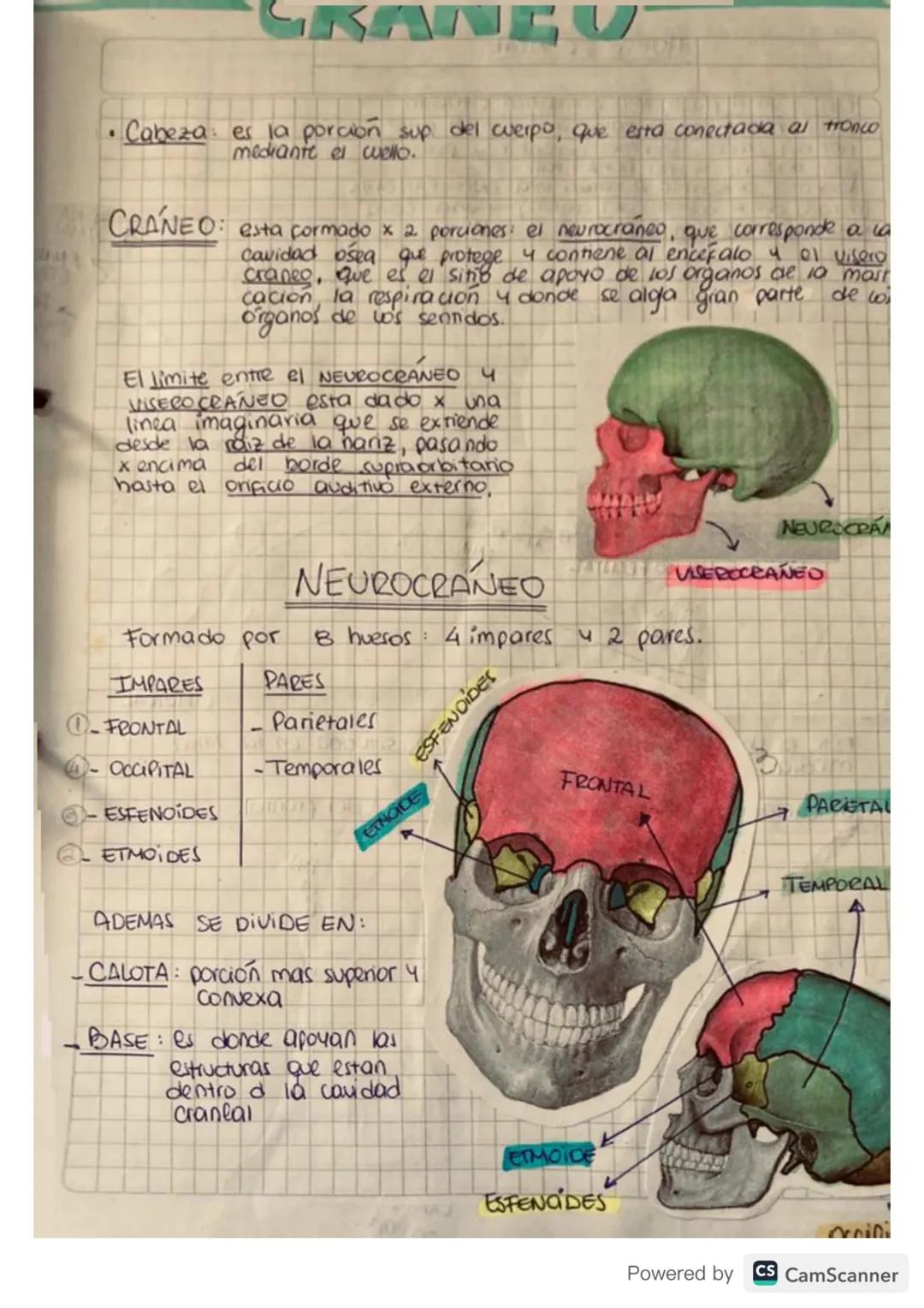 # GKANGU

- Cabeza es la porción sup del cuerpo, que esta conectada al tronco
mediante el cuello.

CRÁNEO: esta formado x 2 porciones: el ne