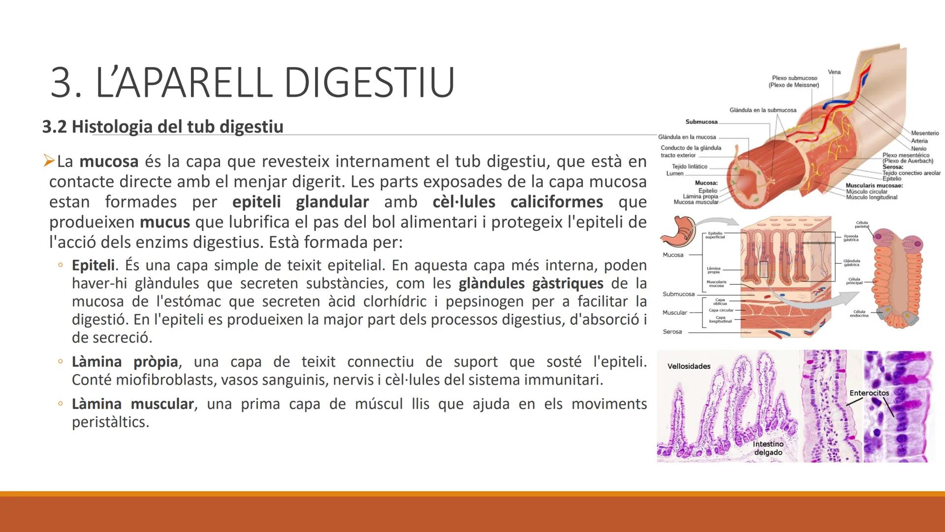 BLOC 2:
L'APARELL DIGESTIU # 1. LA NUTRICIÓ HUMANA

La nutrició humana és el conjunt de processos d'obtenció, transformació i assimilació de