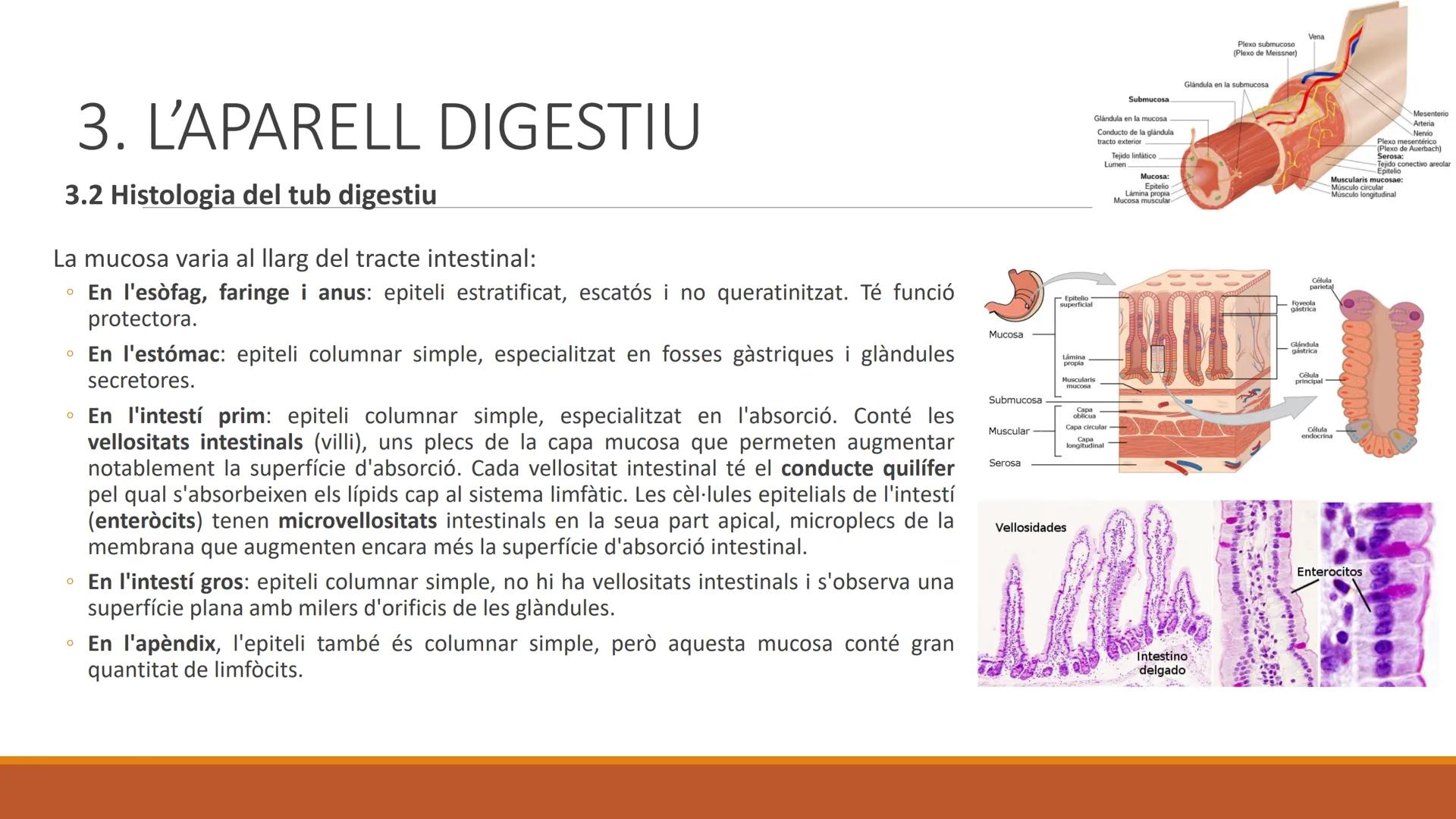BLOC 2:
L'APARELL DIGESTIU # 1. LA NUTRICIÓ HUMANA

La nutrició humana és el conjunt de processos d'obtenció, transformació i assimilació de
